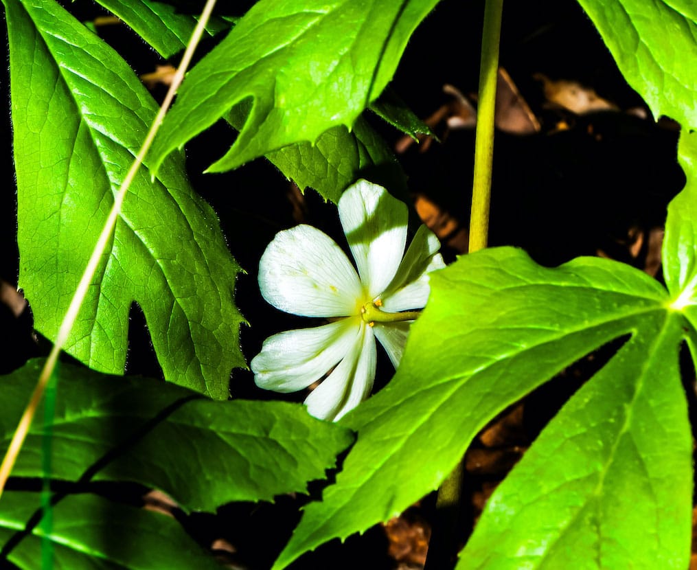 Beanblossom Bottoms Nature Preserve, April 2024—Mayapples are among the 236 species of flora identified by the Consortium of Midwest Herbaria at Beanblossom Bottoms.