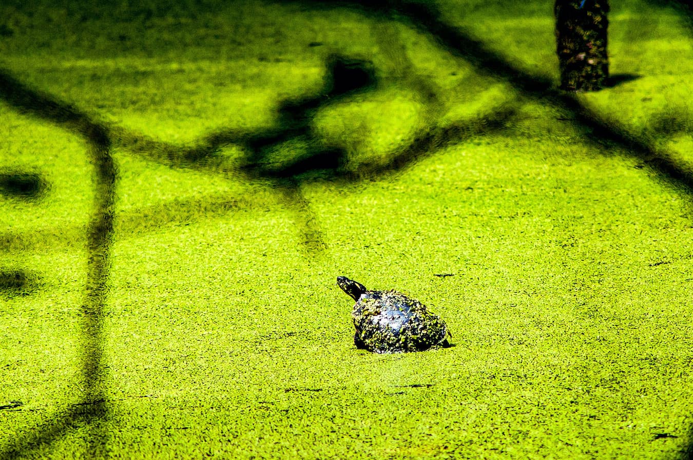Beanblossom Bottoms Nature Preserve, June 2015—Beanblossom Bottoms is not home to Amazonian giant river turtles, but it is to painted turtles and other reptiles, including the state endangered Kirtland’s snake.