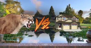 Cougars or Duplexes: Which Are Scarier? | Insight
