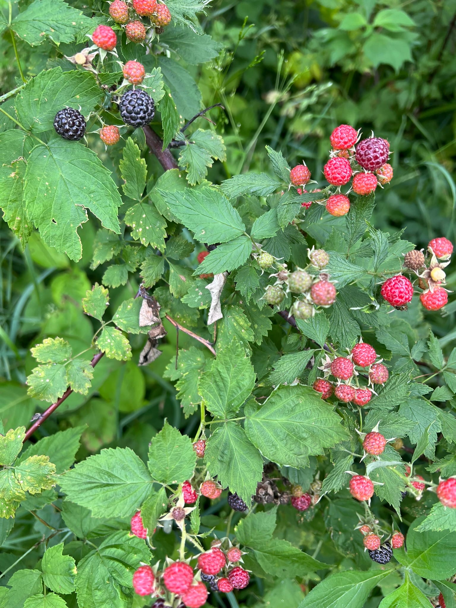 blackberry bushes