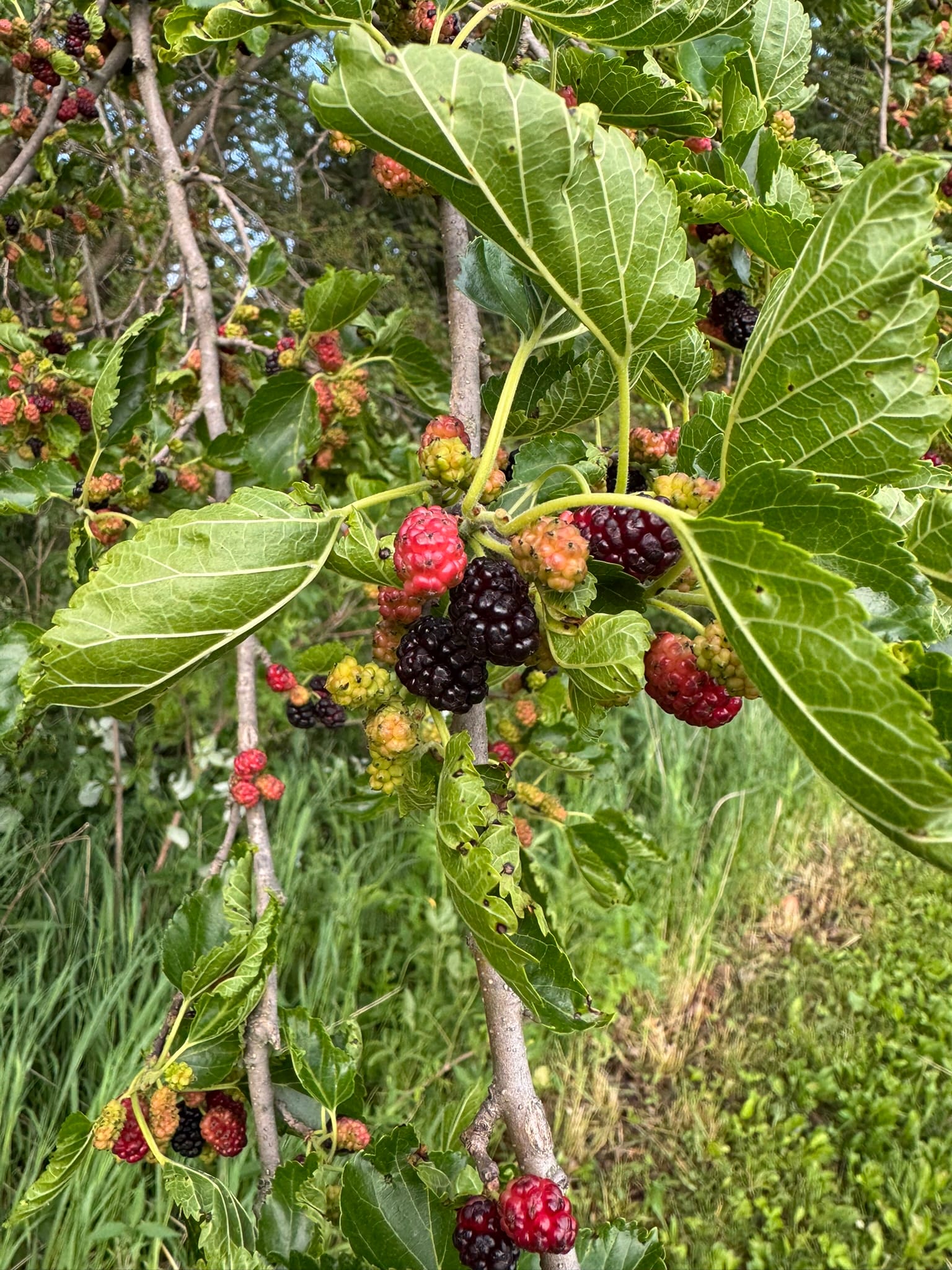 mulberry trees