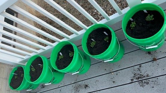 Radish Bucket Gardening | Gardening Diary 8