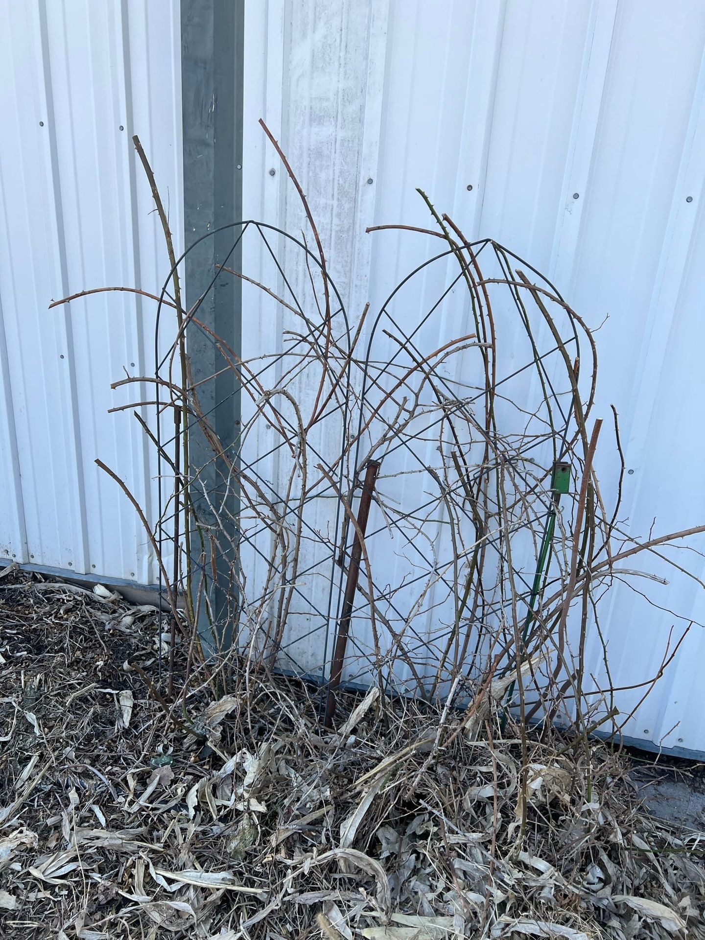 Pruning Roses | Landscaping Diary 4