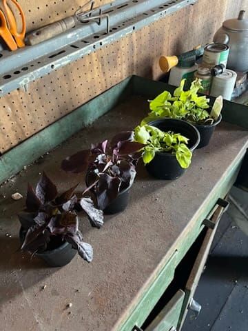 Repot Sweet Potato Plants | Gardening Diary 5