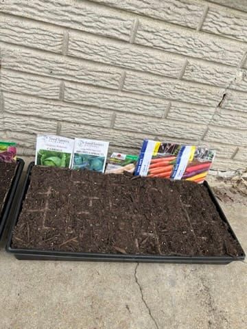 Planting My First Seedlings | Gardening Diary 2