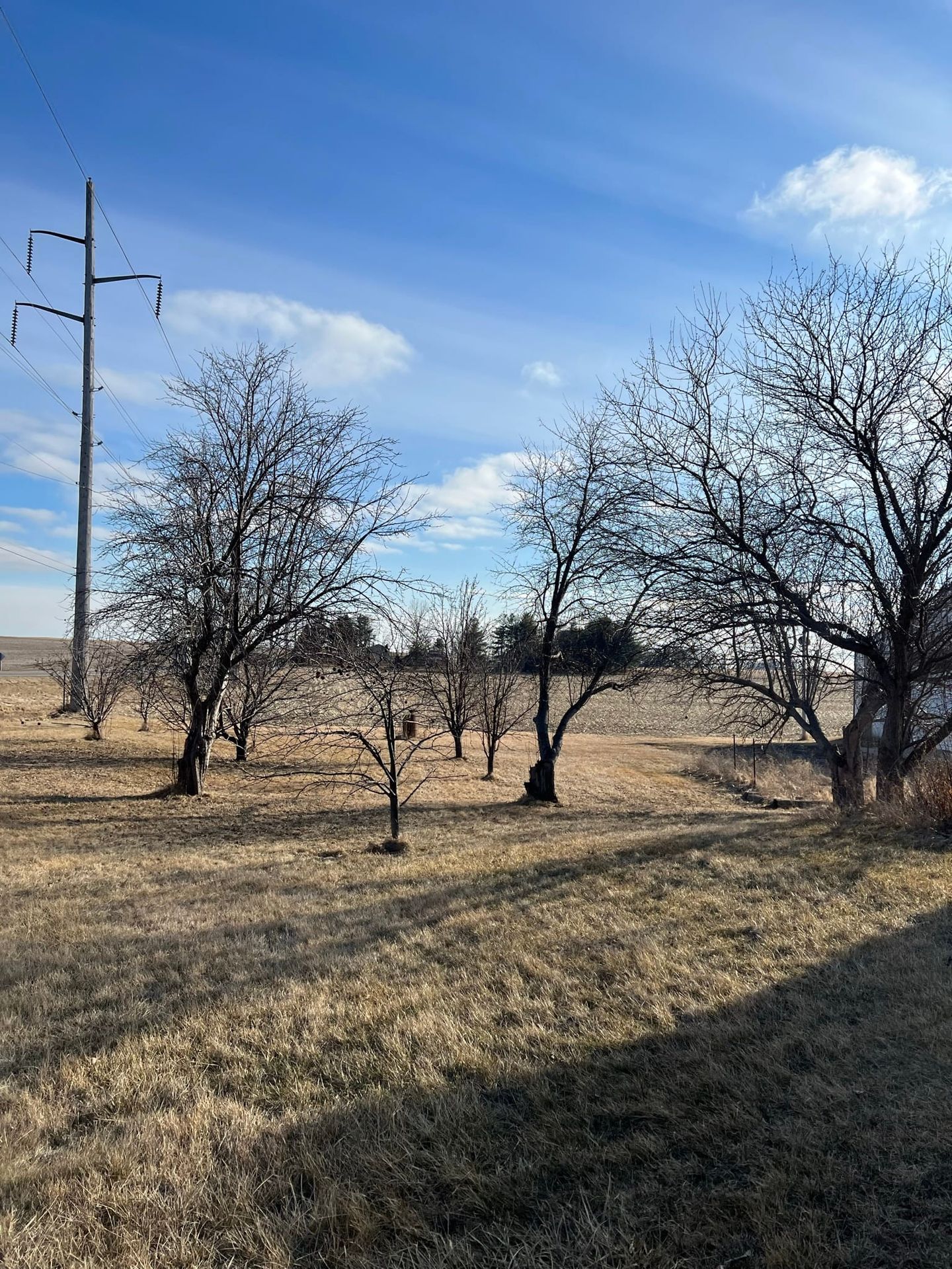 Trimming Trees | Landscaping Diary 1