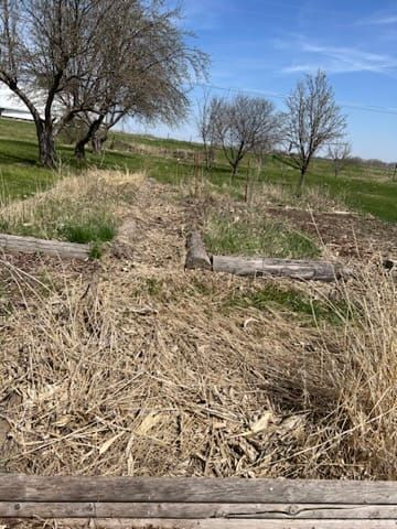 Clean Asparagus Patch | Landscaping Diary 5