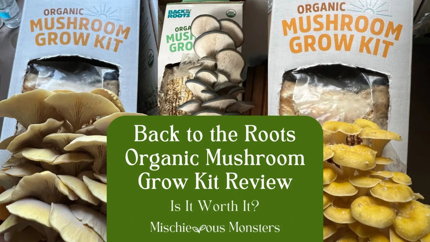 Back to the Roots Organic Mushroom Grow Kit Review
