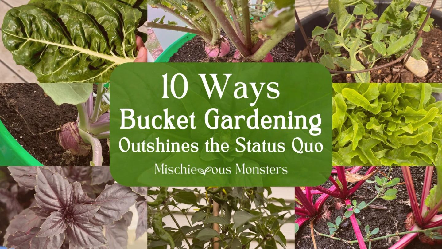 10 Ways Bucket Gardening Outshines the Status Quo