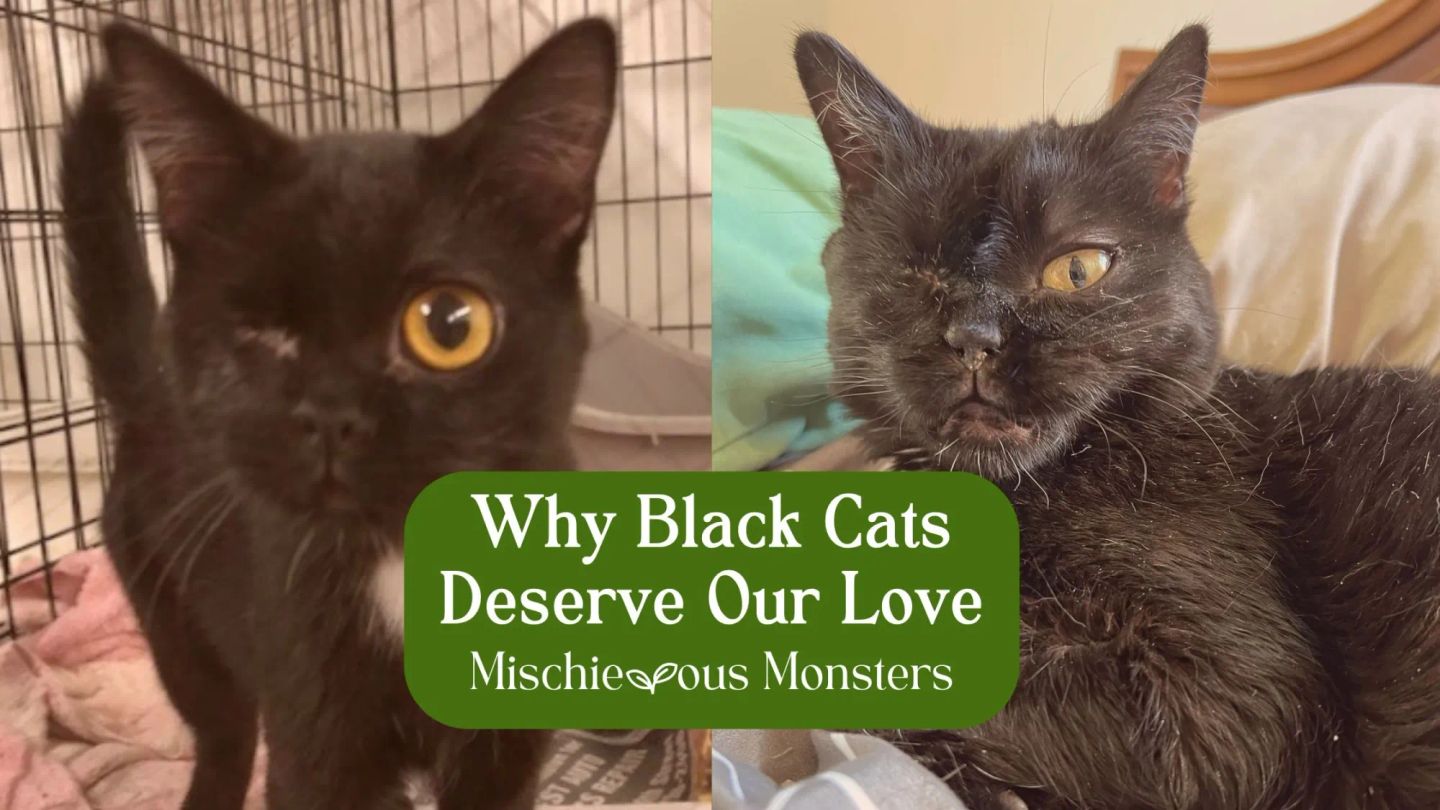 Why Black Cats Deserve Our Love