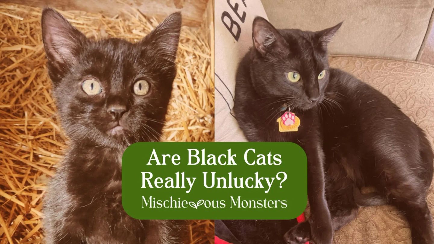 Are Black Cats Really Unlucky?