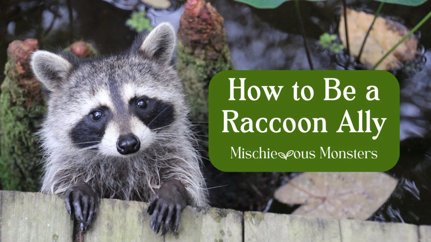 How to Be a Raccoon Ally