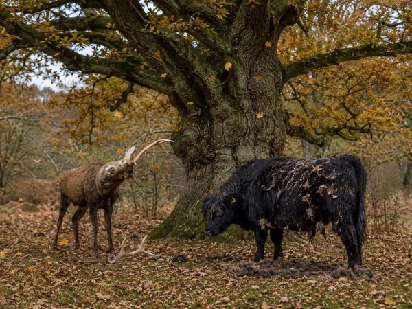 The Irish Triad