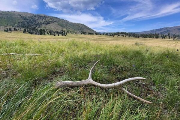 Never ate so many stars