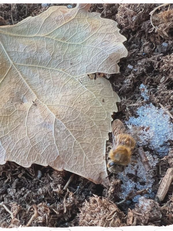 When the world is flowers