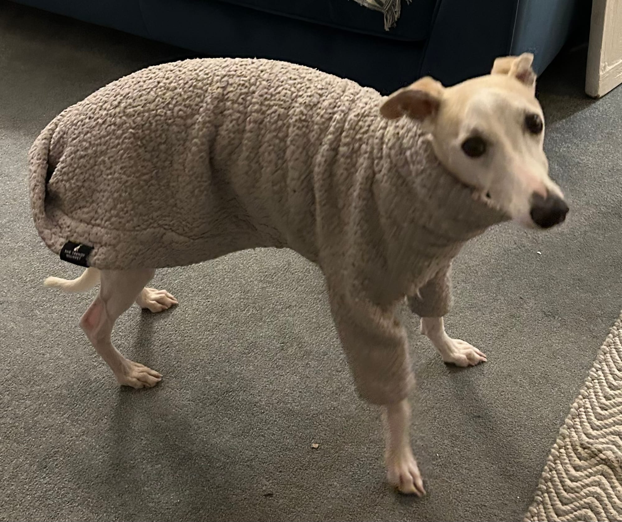 A blurry fawn-coloured whippet in a pale beige fleece