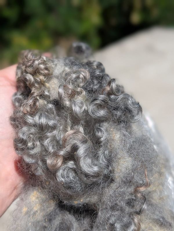 processing and spinning some scurfy wool