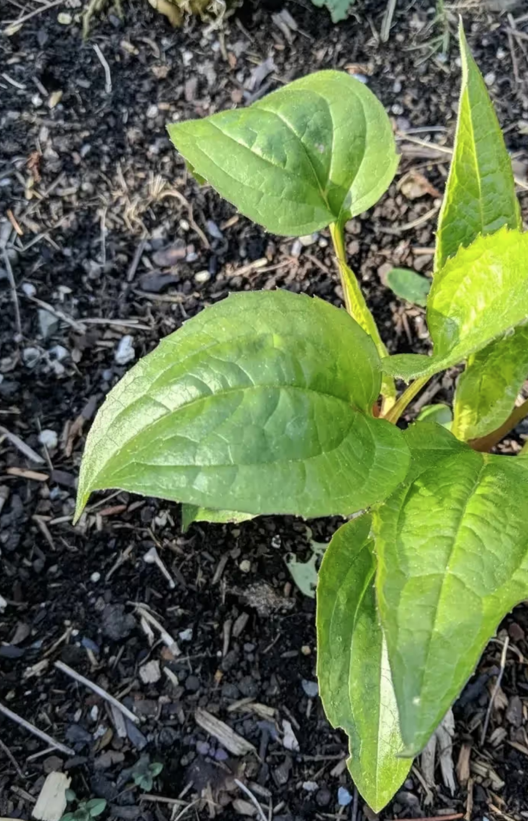 My Step-by-Step Guide to Growing Purple Coneflower from Seed