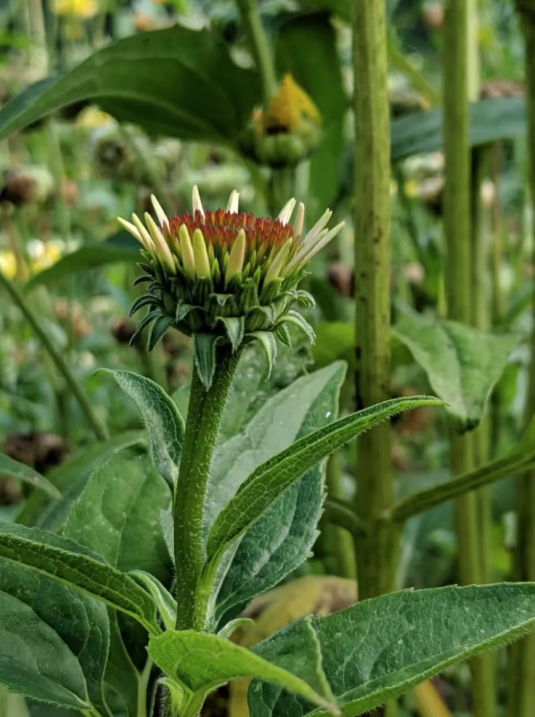 My Step-by-Step Guide to Growing Purple Coneflower from Seed