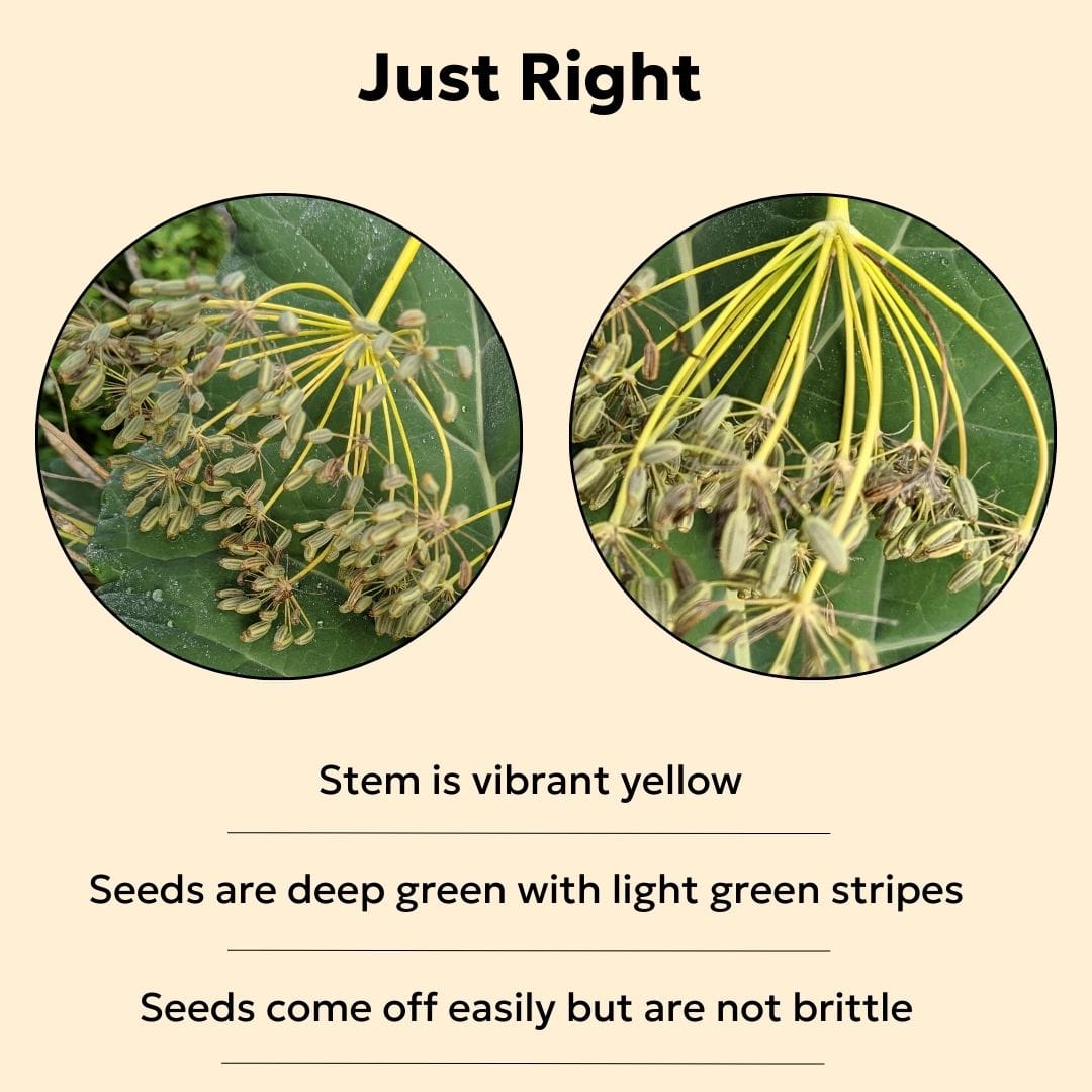 How to Harvest and Process Fennel Seeds