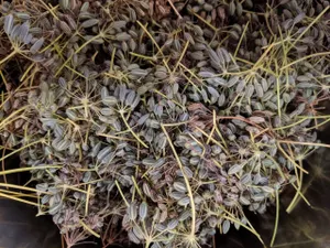 How I Harvest Echinacea Seeds: A Step-by-Step Guide