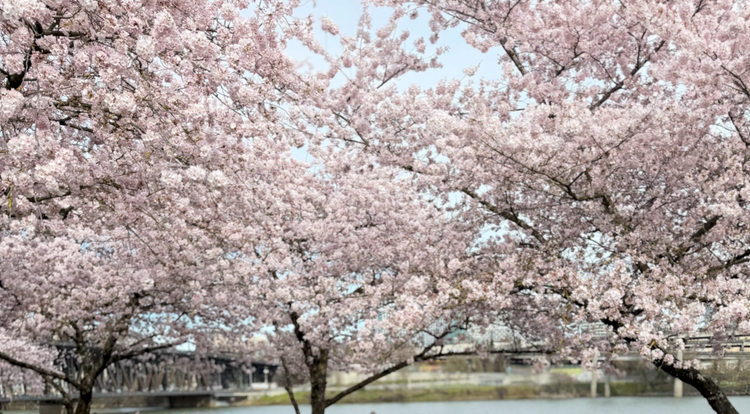 Cherry Blossoms - Portland, March 2026 