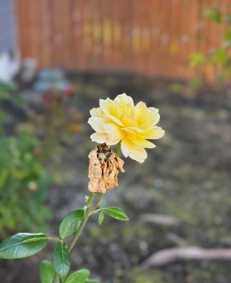 A yellow rose. Likely my last rose before fall this year.