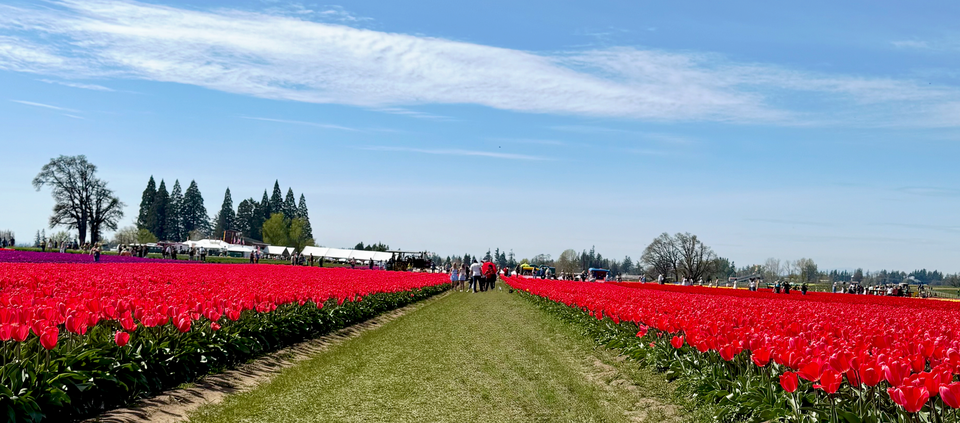 Tulip Festival, Woodburn, Oregon. Picture Credit: Me!
