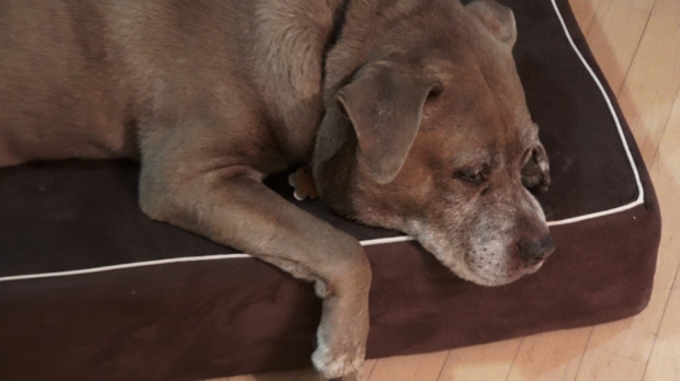 A white-gray pitt mix lies on a brown dog bed.