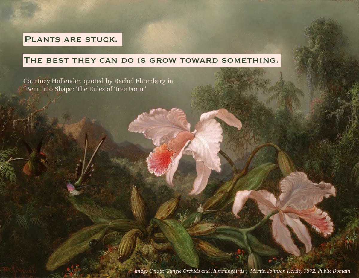 The quotation, "Plants are stuck. The best they can do is grow toward something", by Courtney Hollender, overlaid on an illustration of orchids blooming in the jungle by Martin Johnson Heade from 1872.