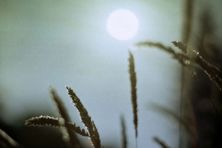 Mar 2-8: Eclipse Week