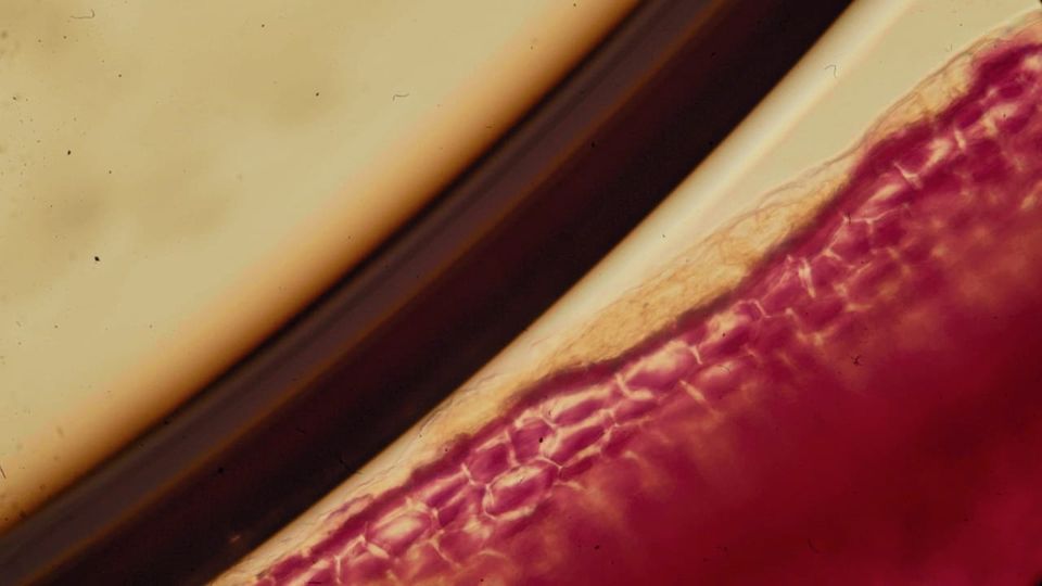 Your Mercury Cazimi Guide