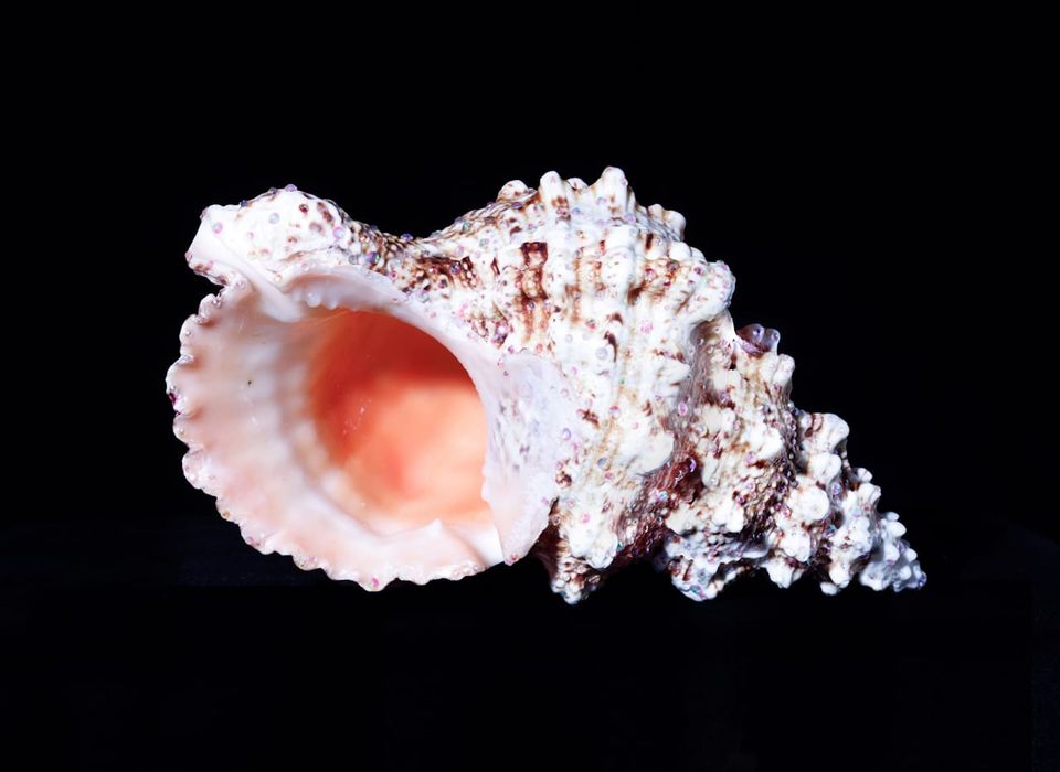 Cancer Monthly Horoscope: May 2026