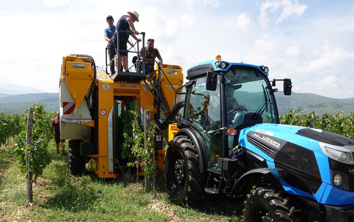 FOTO Povijesna berba grožđa u imotskom vinogorju
