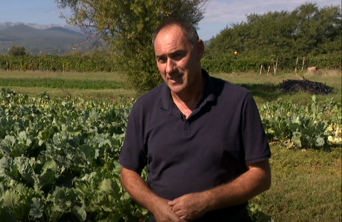 Sezona je rašćike, Vinjančanin Teo Klapirić među najvećim uzgajivačima u Hrvatskoj