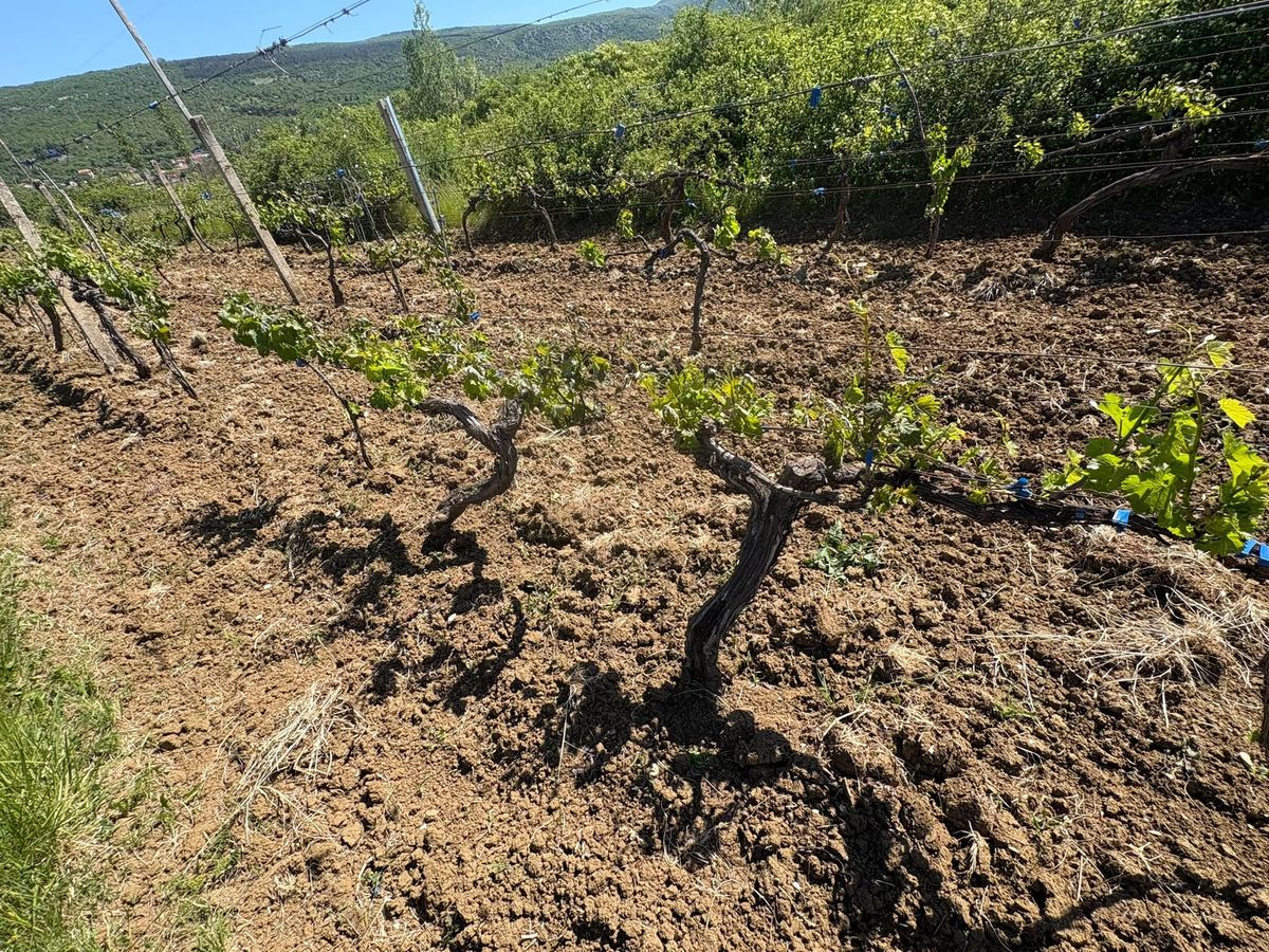 Vinjani Donji: "Nije dobro"- prvosvibanjska slana iznenadila poljoprivrednike