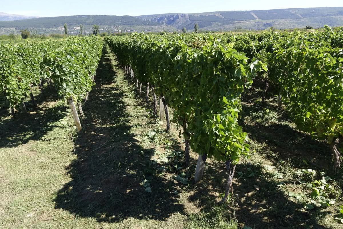 Matan und jaranen: O aglomeraciji, turizmu i berbi grožđa