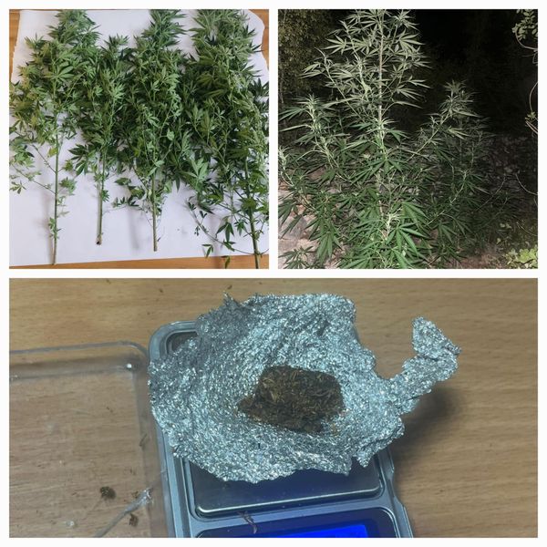 IMOTSKI Oduzet hašiš, marihuana i stabljike marihuane