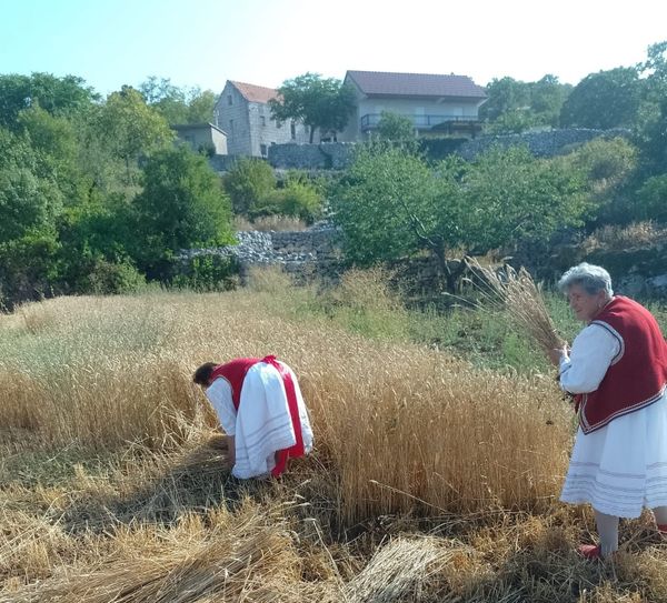 BAŠ KAO NEKADA U Biokovskom selu oživljen tradicijski običaj vezan uz žetvu pšenice
