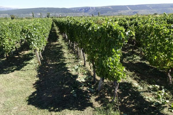 Dobra vijest za vinogradare: brisanje iz ARKOD-a odgođeno do svibnja