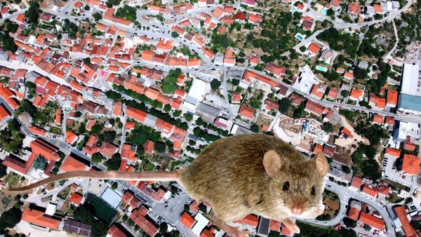 Grad Imotski provodi proljetnu deratizaciju i dezinsekciju: građani se pozivaju na pridržavanje uputa