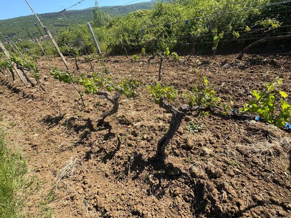 Vinjani Donji: "Nije dobro"- prvosvibanjska slana iznenadila poljoprivrednike