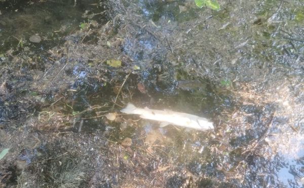 FOTO/VIDEO Alarm iz Prološca: Pastrve ugibaju u Vrljici, mještani traže hitnu reakciju