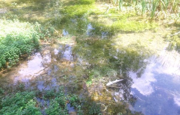 Građani upozorili na uginulu ribu u Vrljici, odgovorila Javna ustanova More i krš: "To se ne može nazvati pomorom"