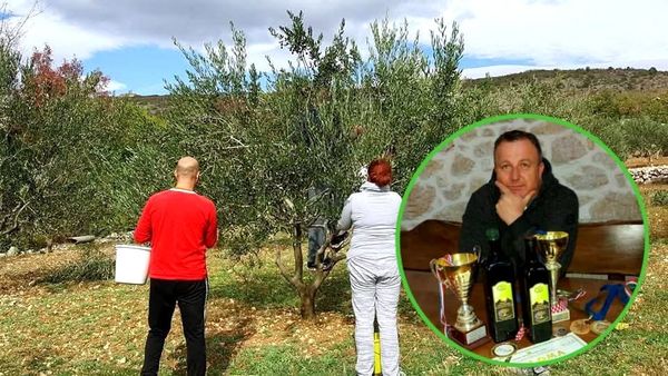 Masline u Imotskoj krajini su spremne za berbu: Bruno Rebić otkrio sve o kvaliteti ovogodišnjeg uroda i sve većem interesu za maslinarstvo