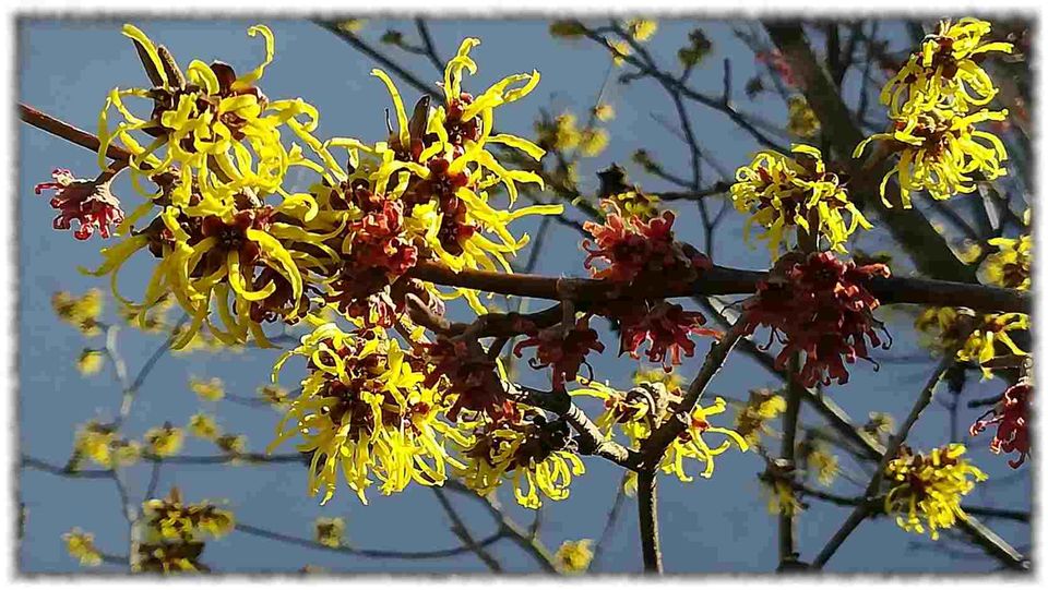 Prosta delovna mesta, razpisi in natečaji (januar 2025)