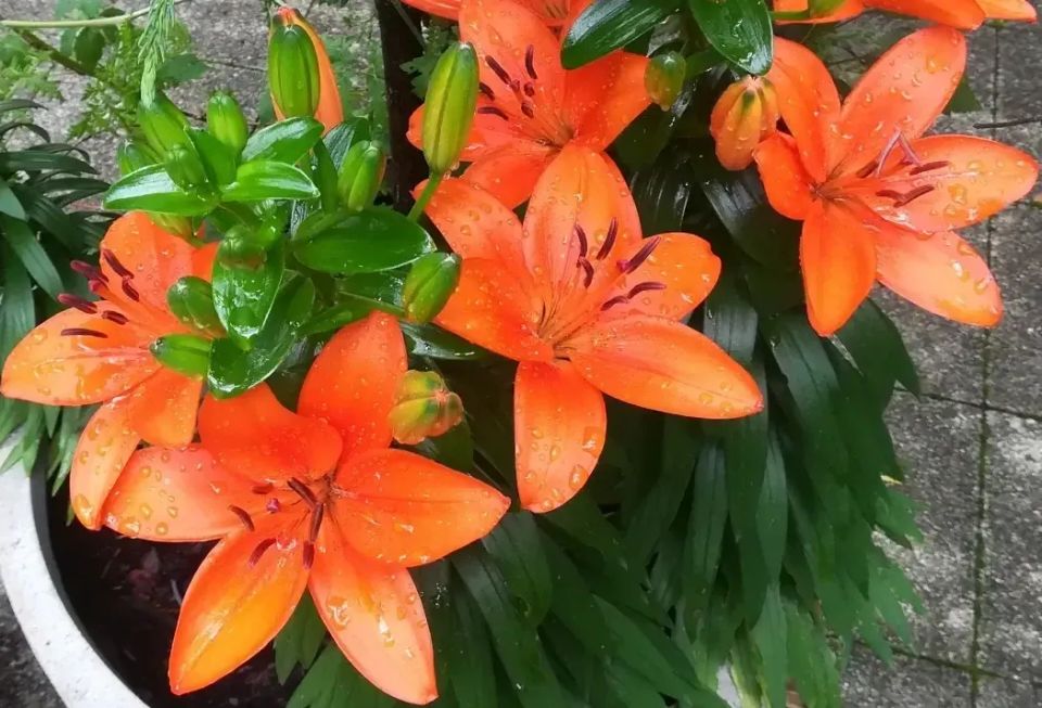 Prosta delovna mesta, razpisi in natečaji (junij 2025)