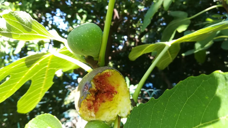 Prosta delovna mesta, razpisi in natečaji (avgust 2025)