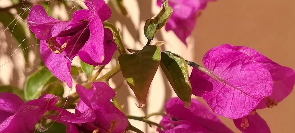 Prosta delovna mesta, razpisi in natečaji (september 2025)