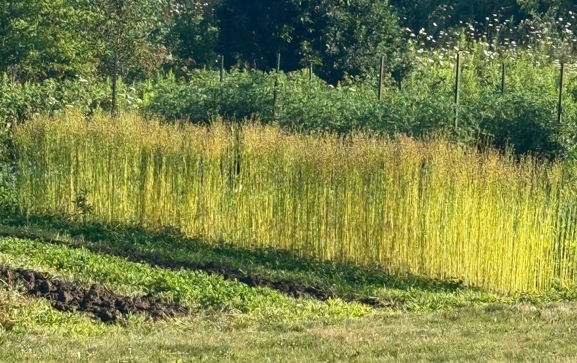 Common Ground Canada Network:  Building Relationships for Just and Sustainable Agriculture and Food Systems Transitions